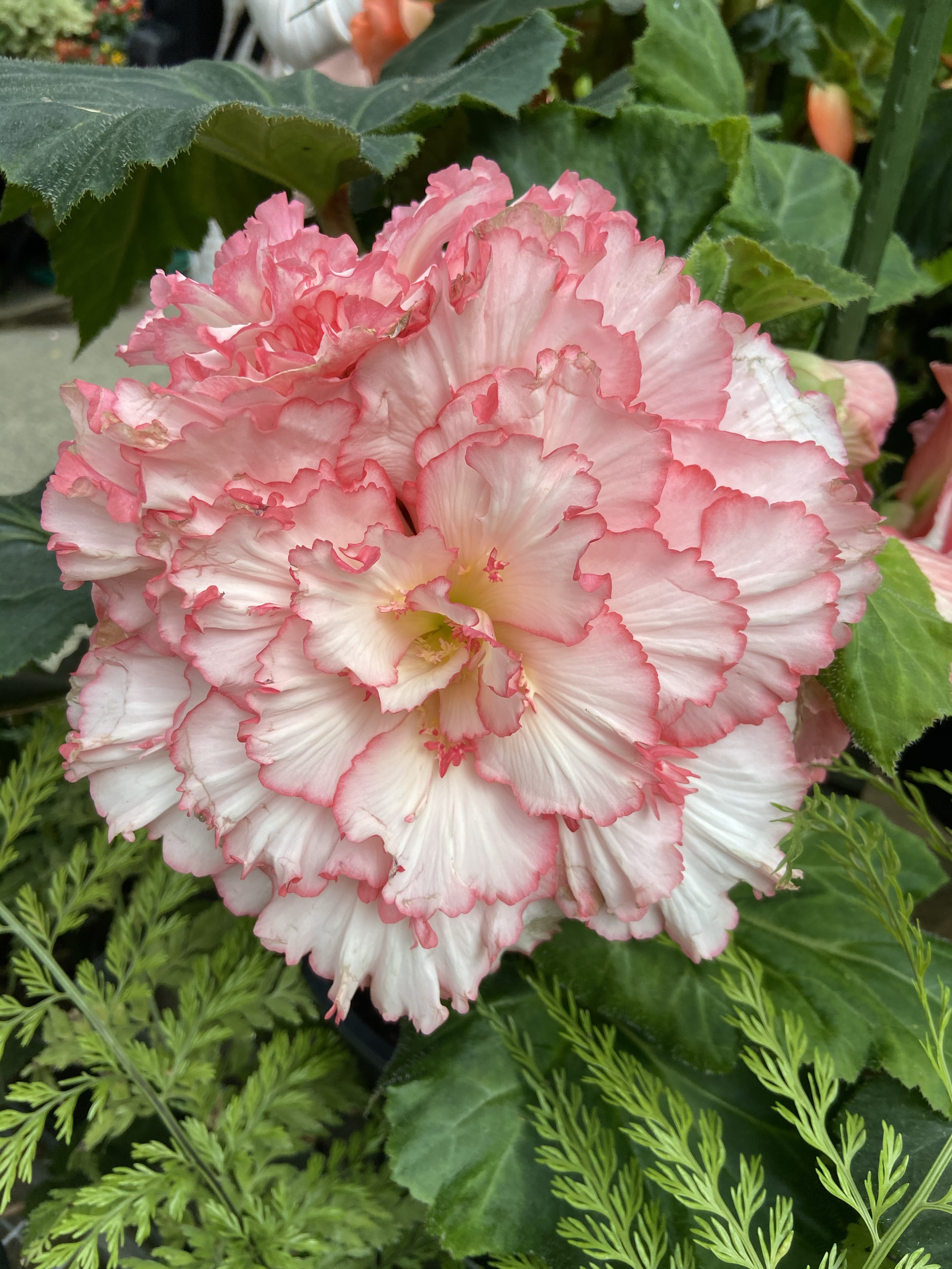 This image has an empty alt attribute; its file name is img_5307.jpg